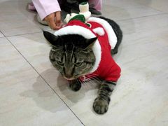 -佳雯宠物医院(四明中路分院)