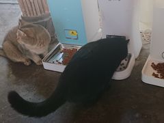 -喵屿·大理花园猫咖