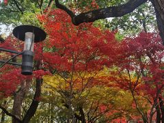 -索菲特西湖大酒店·香榭丽全日候餐厅(南山路店)