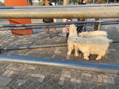 -长白岛森林公园