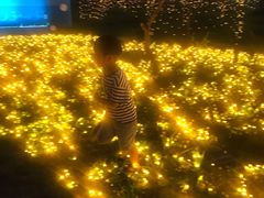 -枫林花海
