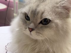 -FAELING PETS美天灵宠物(富力广场店)