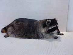 -浣熊柯尔鸭土拨鼠·电玩咖