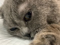 -灵美宠物诊所