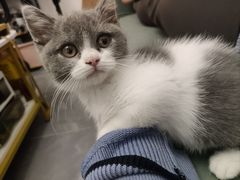 -lincat·猫舍(广州店)