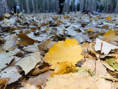 -森林公园(尖草坪区)