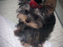-momokira米努特·德文卷毛猫·棉花面纱犬