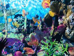 -暹罗海洋世界