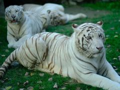 -北京野生动物园