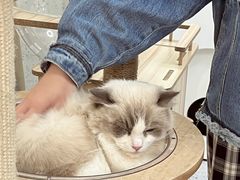 -喵园·猫主题咖啡厅·撸猫·猫咖(国贸店)