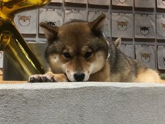 -柴务处·柴犬主题狗咖