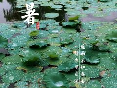 -莲花池公园