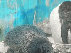 -海合安天津极地海洋公园