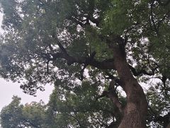 -东梓关景区村庄
