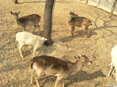 -石家庄市动物园