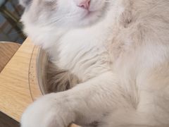 -飞行喵MR PILOT|猫舍·猫咖(静安大融城店)