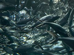 -上海海洋水族馆