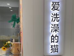 -爱洗澡的猫(望京店)