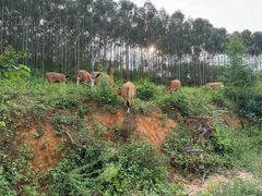 -十万大山布透温泉