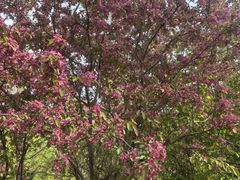 -长白岛森林公园