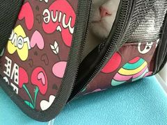 -爱贝特动物医院·猫口炎专科