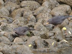 -苏州河梦清园环保主题公园