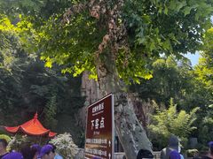 -莫干山风景区