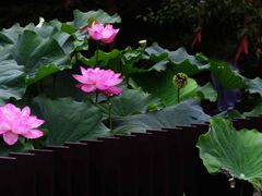-陈家山荷花公园