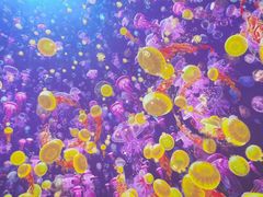 -海合安青岛极地海洋公园