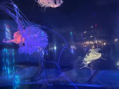 -泉城欧乐堡海洋极地世界
