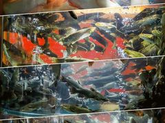 -老船舫·现做活鲜鱼馆(东郊记忆店)