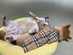 -逗柴咖啡屋·狗咖猫咖宠物桌游
