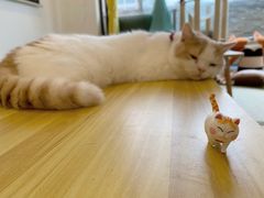 -猫在这儿猫咪咖啡馆·撸猫馆