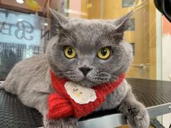 -车接车送·寄养洗护·德文猫舍(大宁店)