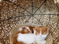 -飞行喵MR PILOT|猫舍·猫咖(静安大融城店)