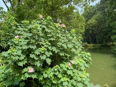-杭州植物园