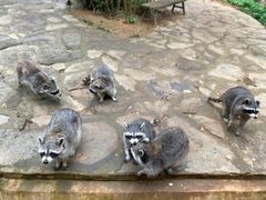 -云南野生动物园