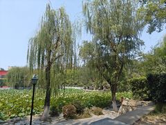 -莲湖公园