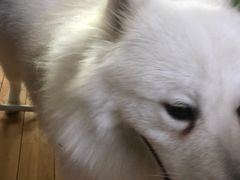 -精灵岛宠物生活馆(洪泽花园店)