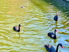 -泉州海丝野生动物世界