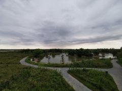 -盐城丹顶鹤湿地生态旅游区