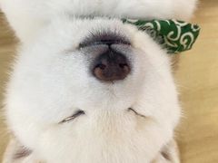 -柴犬小屋·柴餐厅·狗咖食堂(金鼎广场店)