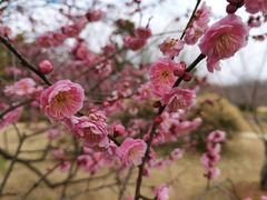-梅花山(明孝陵内)
