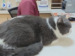 -芭比堂动物医院·犬猫全科·异宠专科(雁塔分院)