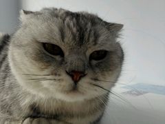 -喵的天空名猫咖啡馆·撸猫·猫舍·用品