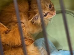 -贝康宠物医院·犬猫全科·小动物特色诊疗中心(东环路店)