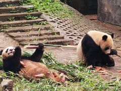 -中国大熊猫保护研究中心雅安碧峰峡基地