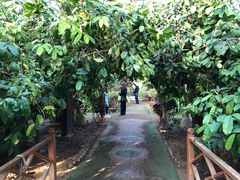 -呀路古热带植物园