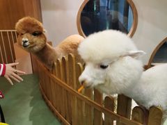 -藦茜花园宠物主题亲子互动体验馆(国顺东路店)