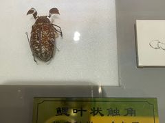 -上海昆虫博物馆